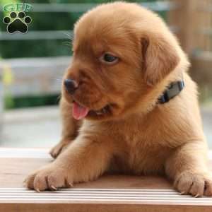 Flynn, Fox Red Labrador Retriever Puppy